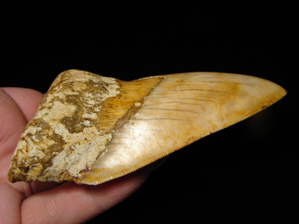 Carcharocles (Otodus) megalodon 12,5 cm - Image 3