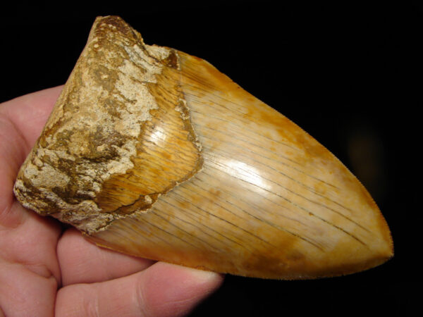 Carcharocles (Otodus) megalodon 12,5 cm - Image 4