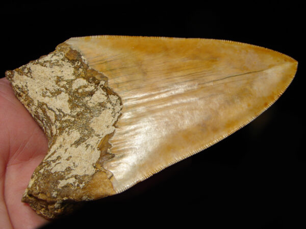 Carcharocles (Otodus) megalodon 12,5 cm - Image 6