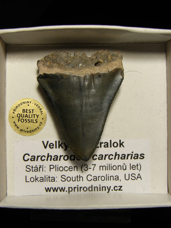 Žraločí zub - Carcharodon carcharias - Image 3