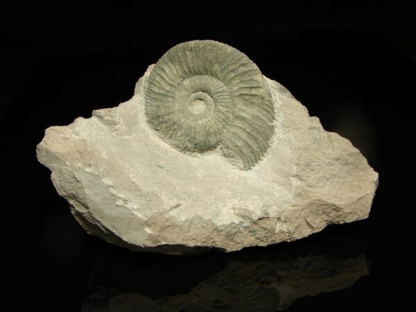 Orthosphinctes sp.