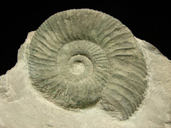 Orthosphinctes sp. - Image 2