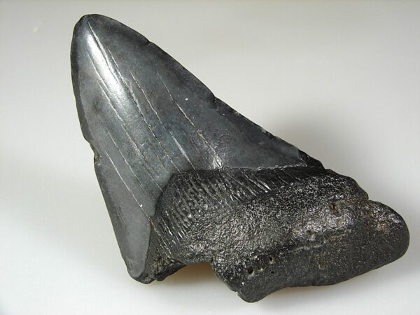 Fosilní žraločí zub - Carcharocles (Otodus) megalodon 11,8 cm