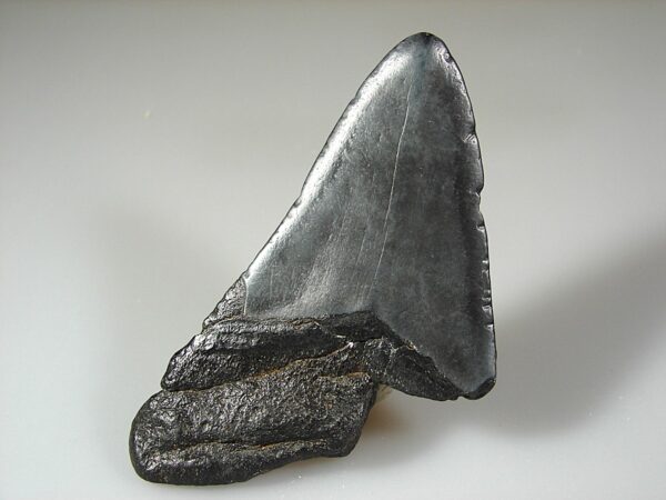 Fosilní žraločí zub - Carcharocles (Otodus) megalodon 11,8 cm - Image 2