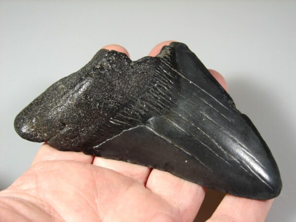 Fosilní žraločí zub - Carcharocles (Otodus) megalodon 11,8 cm - Image 3