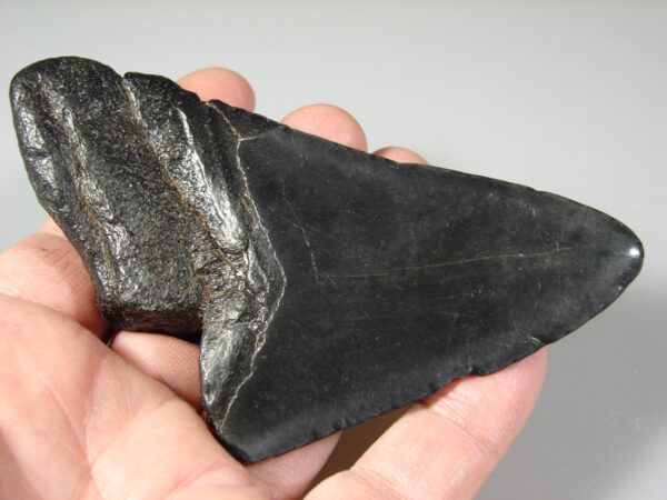 Fosilní žraločí zub - Carcharocles (Otodus) megalodon 11,8 cm - Image 4