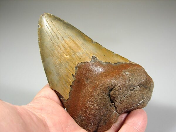 Fosilní žraločí zub - Carcharocles (Otodus) megalodon 12,5 cm - Image 3