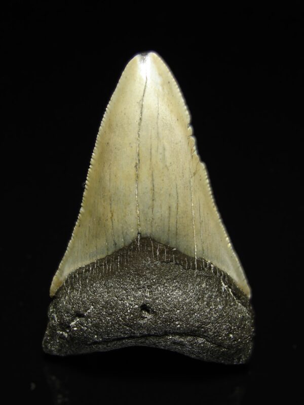 Fosilní žraločí zub - Carcharocles (Otodus) megalodon 7,3 cm