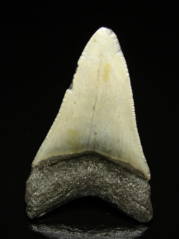 Fosilní žraločí zub - Carcharocles (Otodus) megalodon 7,3 cm - Image 2