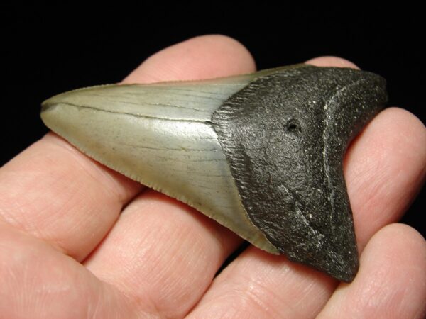 Fosilní žraločí zub - Carcharocles (Otodus) megalodon 7,3 cm - Image 3